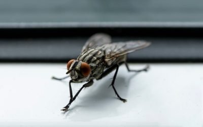 Test de cultură generală: De ce muștele își freacă picioarele?