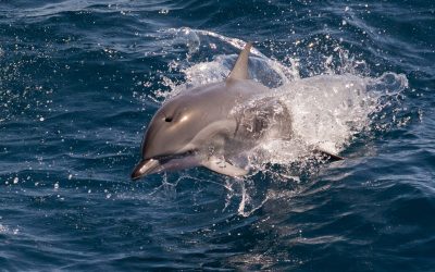 Războiul din Ucraina amenință grav ecosistemul Mării Negre Conflictul declanșat de Rusia în Ucraina riscă să provoace daune majore ecosistemului Mării Negre, avertizează cercetătorii