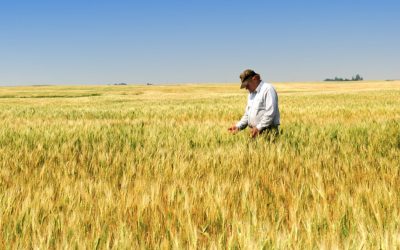 Rezervele de umiditate, aproape de optim la grâul de toamnă