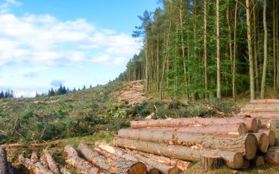 Criză de personal în paza pădurilor din Caraș-Severin