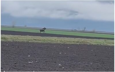 Elan surprinzător în Alba: Un animal sălbatic a fost filmat într-o zonă administrată de vânătorii locali Un elan a fost filmat recent în județul Alba, într-o zonă gestionată de Asociația Județeană a Vânătorilor și Pescarilor Sportivi Alba (AJVPS Alba)