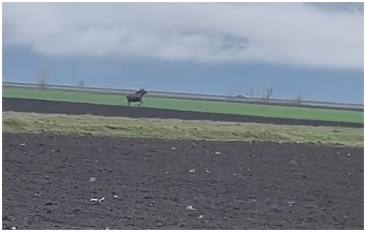 Elan surprinzător în Alba: Un animal sălbatic a fost filmat într-o zonă administrată de vânătorii locali Un elan a fost filmat recent în județul Alba, într-o zonă gestionată de Asociația Județeană a Vânătorilor și Pescarilor Sportivi Alba (AJVPS Alba)