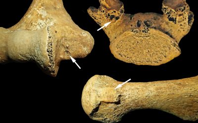 O femeie din Ungaria antică contrazice stereotipurile de gen, sugerează o nouă cercetare Un studiu recent, publicat în American Journal of Biological Anthropology, aruncă o nouă lumină asupra rolurilor de gen în comunitățile din Epoca de Piatră