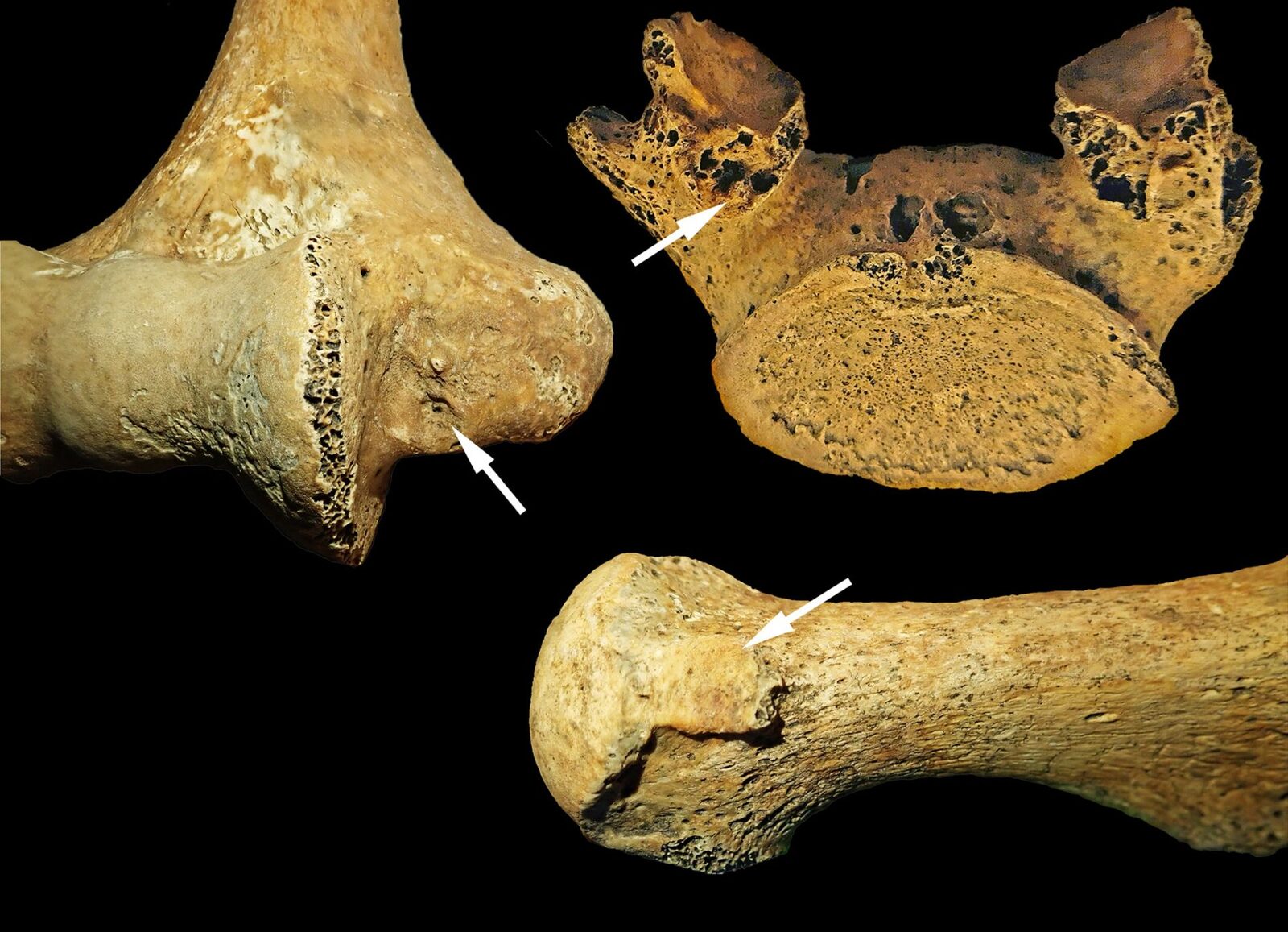 O femeie din Ungaria antică contrazice stereotipurile de gen, sugerează o nouă cercetare Un studiu recent, publicat în American Journal of Biological Anthropology, aruncă o nouă lumină asupra rolurilor de gen în comunitățile din Epoca de Piatră