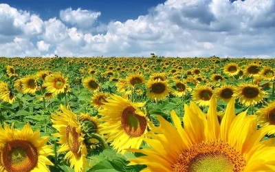 România, lider european la exportul de oleaginoase, cu volume record România continuă să domine exportul de oleaginoase în Uniunea Europeană, cu livrări totale care au depășit 1,1 milioane de tone în actualul an comercial (01.07.2025-01.03.2026)