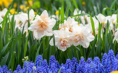 Vreme de primăvară de 8 Martie: temperaturi generoase pe întreg cuprinsul țării Administrația Națională de Meteorologie (ANM) anunță o vreme deosebit de blândă pentru sărbătoarea de 8 Martie, cu temperaturi ce vor atinge valori neobișnuit de ridicate pentru această perioadă