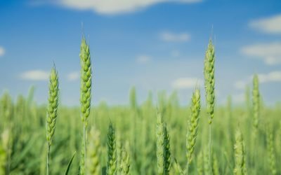 România se așteaptă la o scădere semnificativă a producției de grâu în acest an, cu un randament mediu estimat la 4,74 tone la hectar, potrivit prognozelor Comisiei Europene