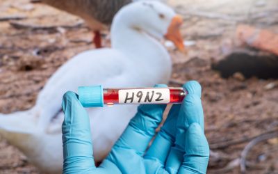 Primul caz de gripă aviară H9N2 înregistrat în Europa: Pacientul este în izolare în Italia Italia a confirmat primul caz uman de gripă aviară H9N2 în Europa, conform informațiilor recente