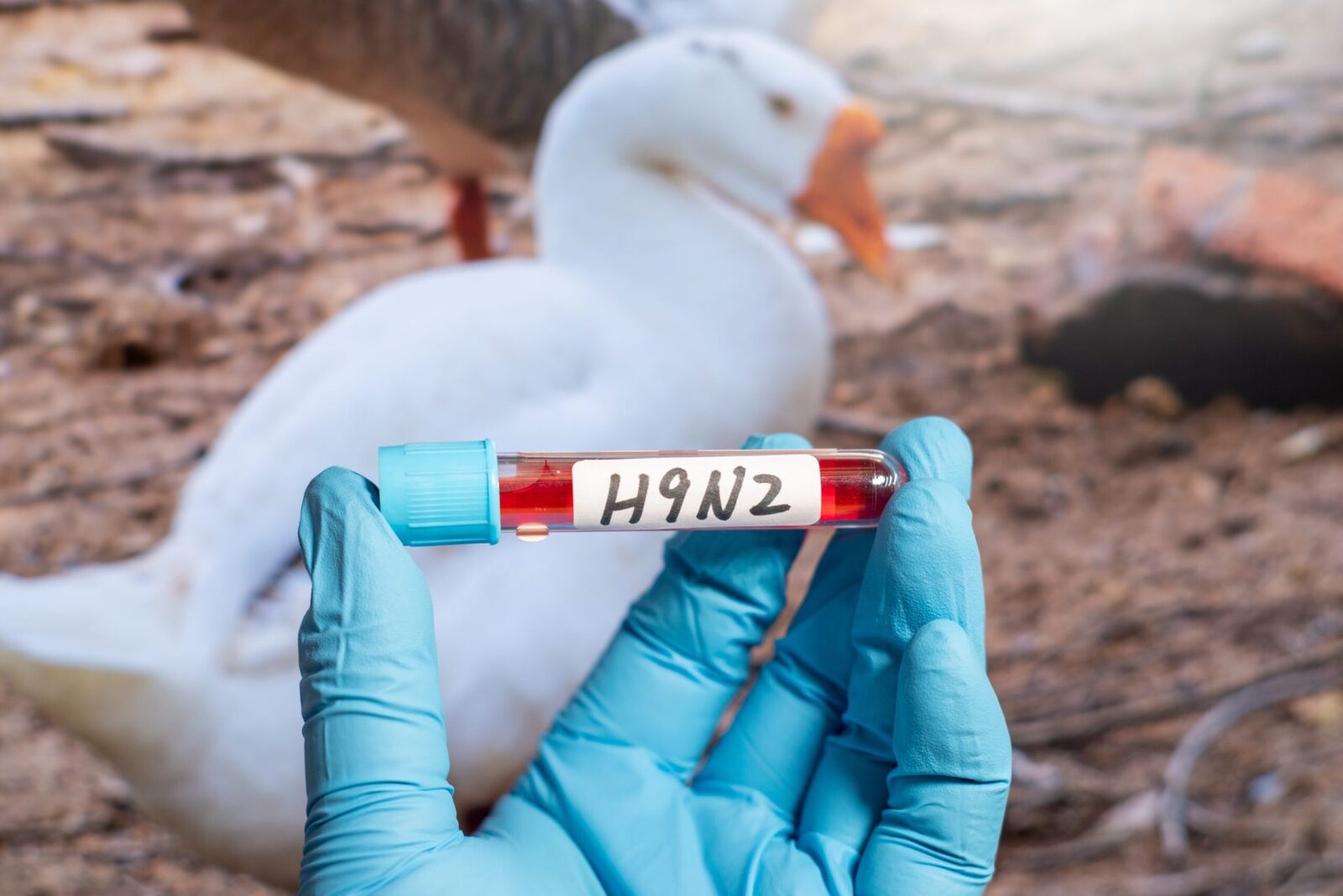 Primul caz de gripă aviară H9N2 înregistrat în Europa: Pacientul este în izolare în Italia Italia a confirmat primul caz uman de gripă aviară H9N2 în Europa, conform informațiilor recente