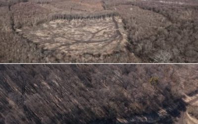 Două hectare din pădurea Hoia, Cluj, rase complet