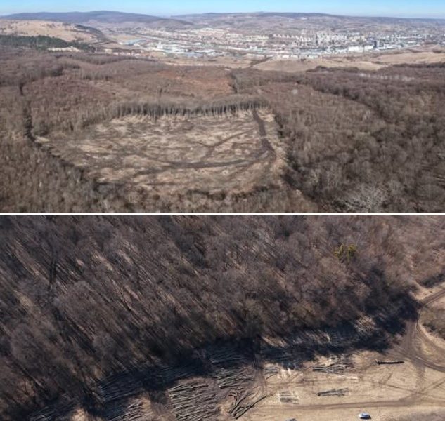 Două hectare din pădurea Hoia, Cluj, rase complet