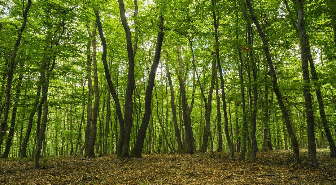 Defrișare ilegală în Pădurea Hoia-Baciu: Romsilva, acuzată de tăieri mai mari decât cele permise de lege Inspectorii Gărzii Forestiere au descoperit nereguli majore în Pădurea Hoia-Baciu de lângă Cluj-Napoca, unde angajații Romsilva au defrișat hectare întregi de pădure, depășind limitele legale