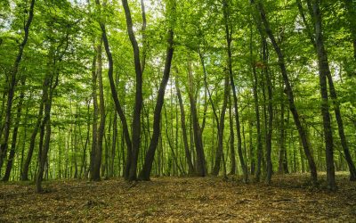 Defrișare ilegală în Pădurea Hoia-Baciu: Romsilva, acuzată de tăieri mai mari decât cele permise de lege Inspectorii Gărzii Forestiere au descoperit nereguli majore în Pădurea Hoia-Baciu de lângă Cluj-Napoca, unde angajații Romsilva au defrișat hectare întregi de pădure, depășind limitele legale