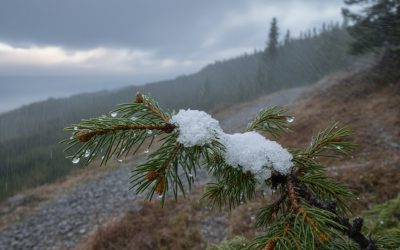 Vremea se schimbă radical în Ungaria: zăpadă și avertizări de vreme severă O masă de aer rece a adus schimbări majore în vremea din Ungaria, unde temperaturile au scăzut dramatic în nord-vest