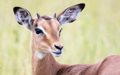 Antilopă împușcată la zoo Schonbrunn: Incident misterios