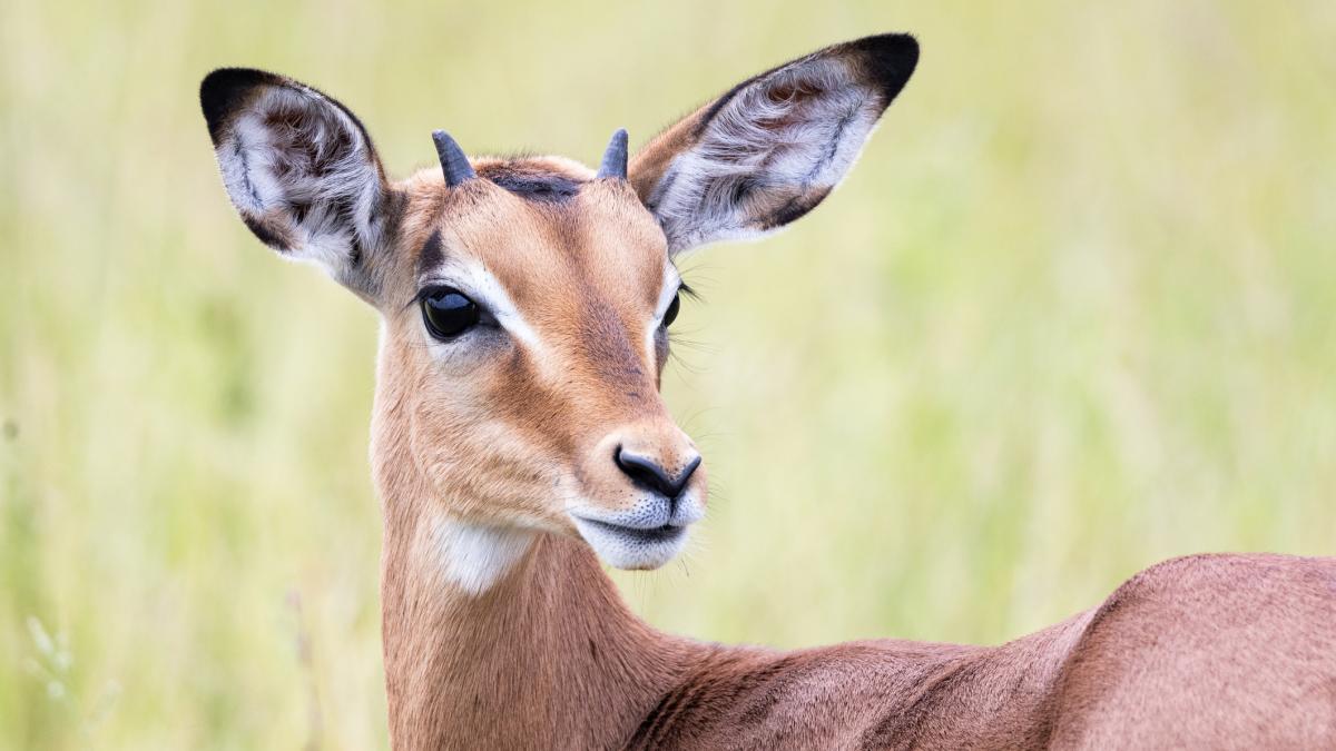 Antilopă împușcată la zoo Schonbrunn: Incident misterios