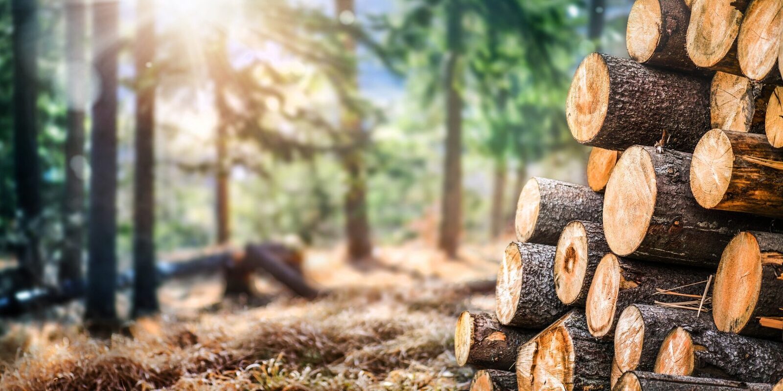 Păduri „fără stăpân” în Neamț: Aproape 4% din suprafața forestieră, în ceață juridică Aproape 4% din suprafața de pădure a județului Neamț se află într-o situație juridică incertă, cu proprietari neidentificați și supusă riscului exploatării ilegale