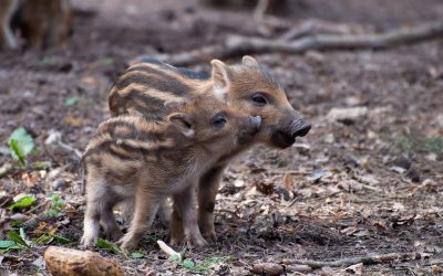 Mistreți în Sântandrei: Vânătorii patrulează după apariția animalelor sălbatice în intravilan Localnicii din Sântandrei, județul Bihor, sunt martorii unei situații neobișnuite: mistreți care au pătruns în zona urbanizată