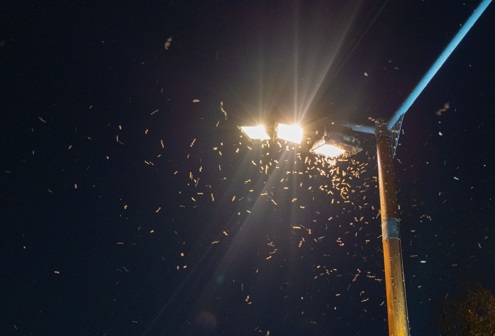 Test de cultură: De ce insectele sunt atrase de lumină noaptea?