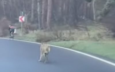 O femeie a fost atacată de un lup în apropierea unui magazin IKEA din Hamburg, Germania, fiind primul incident de acest fel de la reintroducerea lupilor în țară la sfârșitul anilor ’90