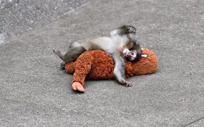 Maimuța Punch, prieteni noi. Renunță la pluș doar la somn