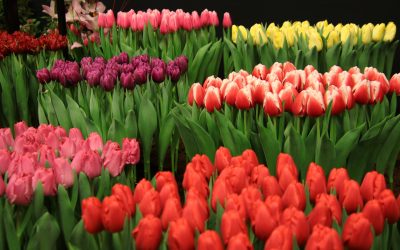 Consiliul Local al Sectorului 1 a aprobat organizarea unui eveniment dedicat Floriilor, cu un buget de aproape 15.000 de euro