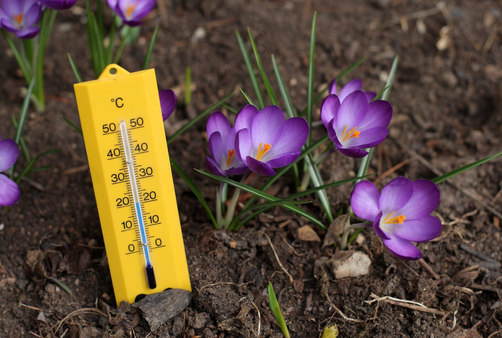 Vremea se încălzește: temperaturi peste media perioadei și cer senin în weekend Administrația Națională de Meteorologie (ANM) anunță o vreme neobișnuit de caldă pentru această perioadă, cu temperaturi maxime care ar putea atinge 17 grade Celsius duminică, 8 martie