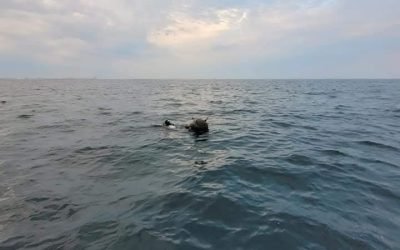 Rusia neagă orice implicare în minele marine din Marea Neagră, după acuzațiile României Ambasada Rusiei la București a respins categoric acuzațiile privind implicarea țării sale în plasarea minelor marine în Marea Neagră, după ce ministrul român al Apărării a sugerat o experiență în deminarea acestora