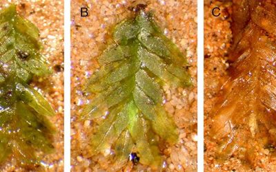 Misterul profanărilor din cimitirul istoric, elucidat