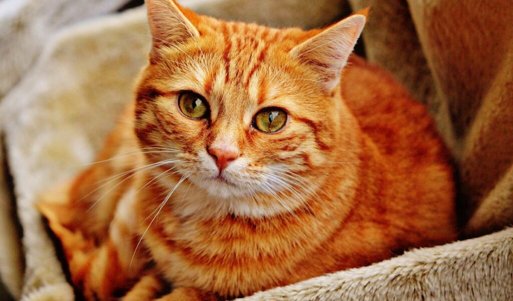 Pisicile detectează pericolul: Cum te avertizează felinele