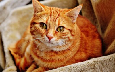 Pisicile detectează pericolul: Cum te avertizează felinele