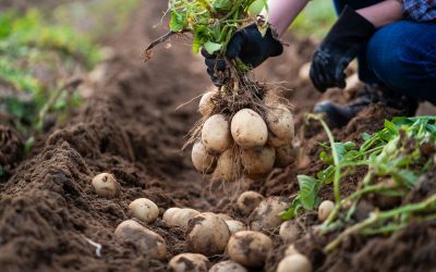 Cartoful, o cultură pretențioasă: Greșelile la plantare pot compromite recolta Cartoful, o cultură apreciată în gospodăriile românești, reacționează rapid la condițiile bune de pornire, dar este la fel de sensibil la greșelile de plantare