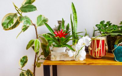 Îngrijirea plantelor de apartament: Ghid practic pentru primăvară Odată cu sosirea primăverii, plantele de apartament intră în faza de creștere activă, necesitând ajustări în rutina de îngrijire