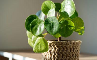 Plantele de interior: Lumina, cheia unei creșteri armonioase Majoritatea plantelor de interior supraviețuiesc în zonele mai puțin luminate, dar puține dintre ele prosperă în astfel de condiții