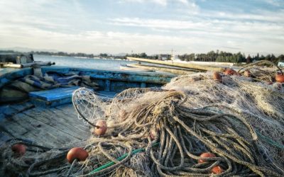 Prohibiția la scrumbie începe în Delta Dunării, oficialii își exprimă scepticismul Administrația Rezervației Biosferei Delta Dunării (ARBDD) se așteaptă ca propunerea de modificare a ordinului de prohibiție pentru pescuitul scrumbiei în perioada premergătoare Paștelui să nu fie aprobată