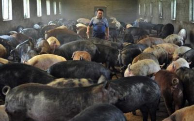 Ajutor pentru fermieri: APIA facilitează credite pentru bunăstarea animalelor Agenția de Plăți și Intervenție pentru Agricultură (APIA) le oferă fermierilor posibilitatea de a accesa credite pentru a-și finanța activitățile curente, în special cele legate de bunăstarea animalelor