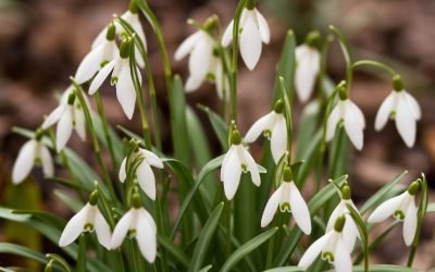 Meteorologii: Primăvara vine. Cum va fi vremea până pe 15 martie?