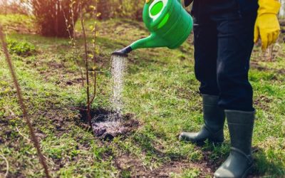 Lucrări esențiale în livadă: Ce trebuie să faci pentru o recoltă bogată Mijlocul lunii martie reprezintă un moment crucial pentru pomicultori, fiind perioada în care se efectuează o serie de lucrări esențiale pentru dezvoltarea armonioasă a pomilor fructiferi și, implicit, pentru obținerea unei recolte bogate