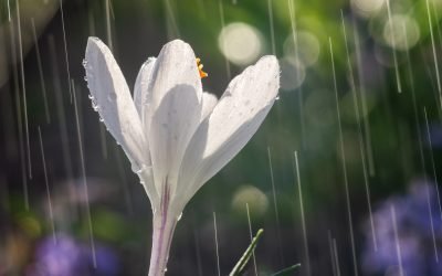 Primăvara începe cu temperaturi neobișnuit de ridicate, dar cu șanse de ploi spre mijlocul lunii Vremea se va menține caldă pentru începutul primăverii în cea mai mare parte a țării, cu temperaturi maxime care vor depăși media obișnuită a perioadei