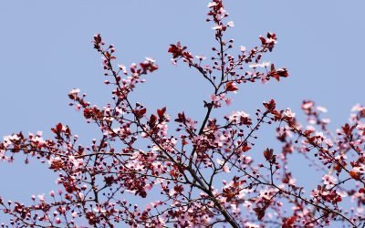 Martie aduce un început de primăvară mai uscat, cu posibile surprize meteorologice spre final Luna martie va aduce temperaturi ușor peste normalul climatologic în regiunile intracarpatice, în timp ce restul țării se va confrunta cu valori termice apropiate de media multianuală pentru această perioadă