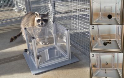 Ratonii demonstrează o inteligență remarcabilă, fiind capabili să rezolve puzzle-uri complexe nu doar pentru recompensă, ci și din curiozitate