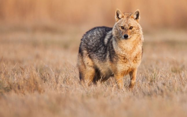 Locuitori din arad, speriați de șacali: „Noaptea auzim sunete sinistre”