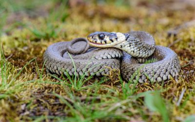 Ce faci dacă te întâlnești cu un șarpe: Sfaturi de la experți Întâlnirea cu un șarpe, fie în natură, fie în apropierea locuinței, poate provoca panică