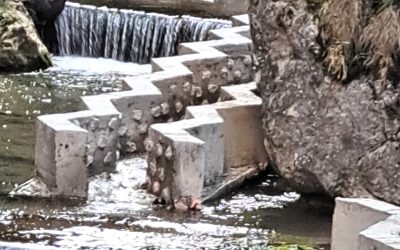 Pești morți au fost descoperiți în aval de Barajul Reconstrucția din Piatra-Neamț, după ce un apel la 112 a semnalat incidentul marți, în jurul orei 17:40