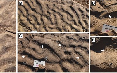Descoperire uluitoare: Dovezi de viață antică în adâncurile oceanului, unde nu ar fi trebuit să existe O echipă internațională de cercetători a făcut o descoperire remarcabilă, care ar putea schimba ceea ce știm despre apariția și evoluția vieții pe Pământ