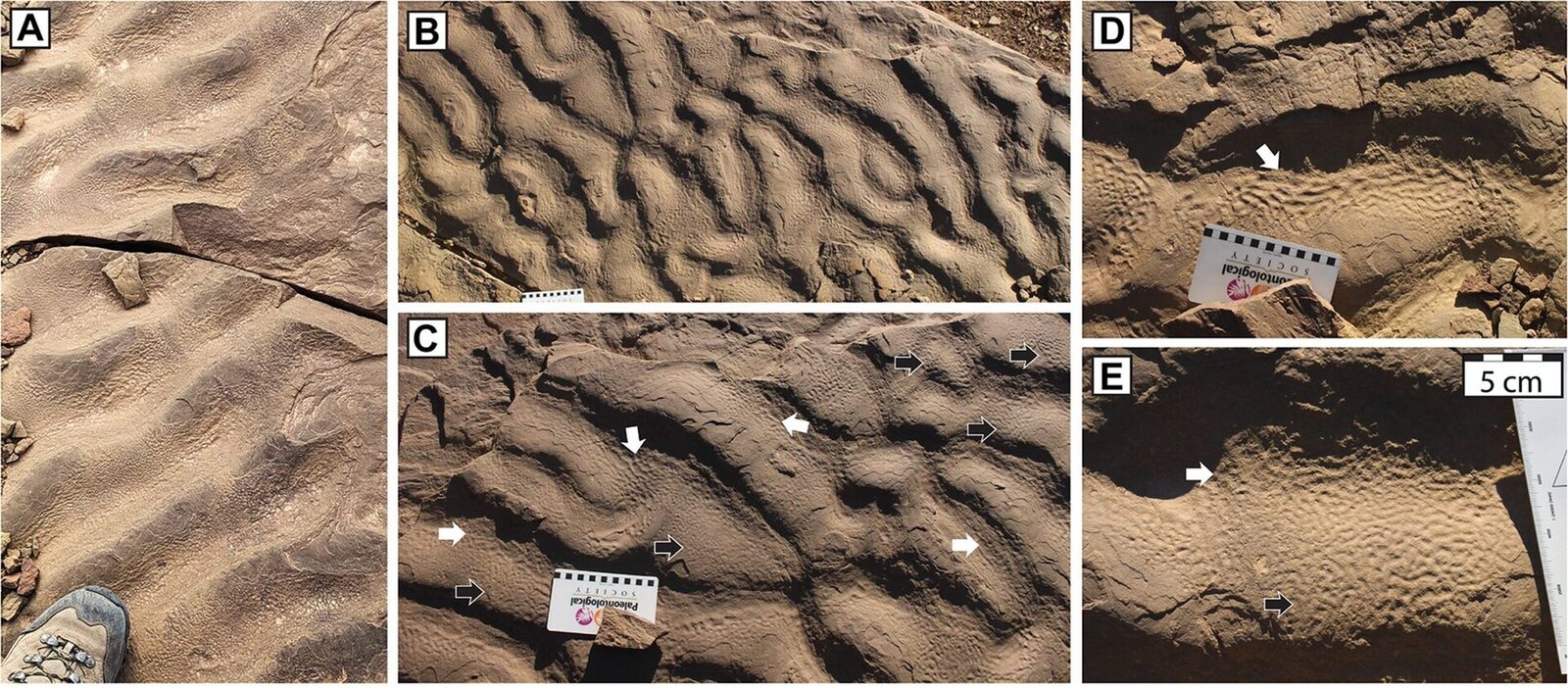 Descoperire uluitoare: Dovezi de viață antică în adâncurile oceanului, unde nu ar fi trebuit să existe O echipă internațională de cercetători a făcut o descoperire remarcabilă, care ar putea schimba ceea ce știm despre apariția și evoluția vieții pe Pământ