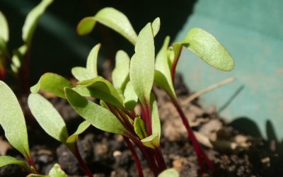 Sfecla roșie: o legumă versatilă pentru cultivare acasă, chiar și la bloc Pentru cei care locuiesc la bloc și își doresc legume proaspete, cultivarea sfeclei roșii în ghivece reprezintă o opțiune viabilă și accesibilă