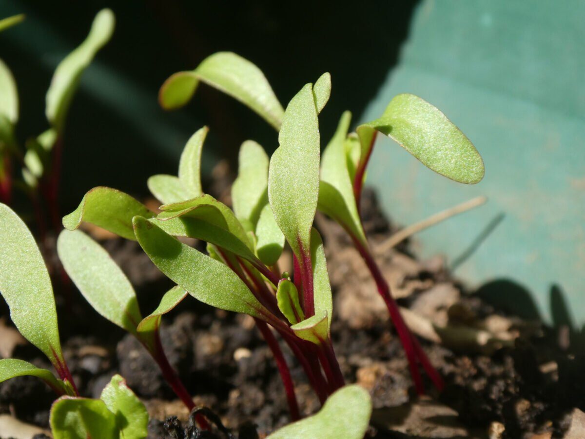 Sfecla roșie: o legumă versatilă pentru cultivare acasă, chiar și la bloc Pentru cei care locuiesc la bloc și își doresc legume proaspete, cultivarea sfeclei roșii în ghivece reprezintă o opțiune viabilă și accesibilă