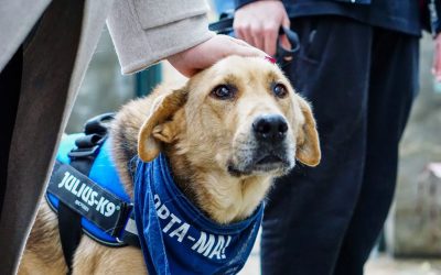 Câini din adăposturi, așteptați la adopție la PetExpo și târgul ASPA Reprezentanți ai Serviciului Protecția Animalelor Sector 1 vor fi prezenți la PetExpo, târgul dedicat animalelor de companie, pentru a facilita adopția câinilor din Adăpostul Odăi