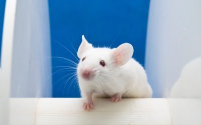 Cercetători au reușit să „vadă” prin ochii unor șoareci, reconstruind imagini pe baza activității cerebrale O echipă de cercetători a realizat o performanță remarcabilă, reușind să reconstruiască scurte clipuri video pe baza activității cerebrale a unor șoareci